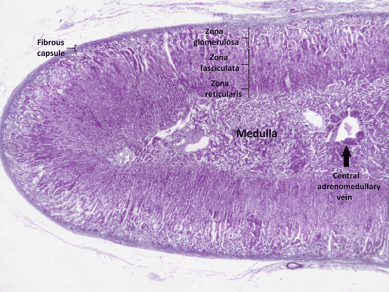 Application of Human Retinal Pigment Epithelial Cells