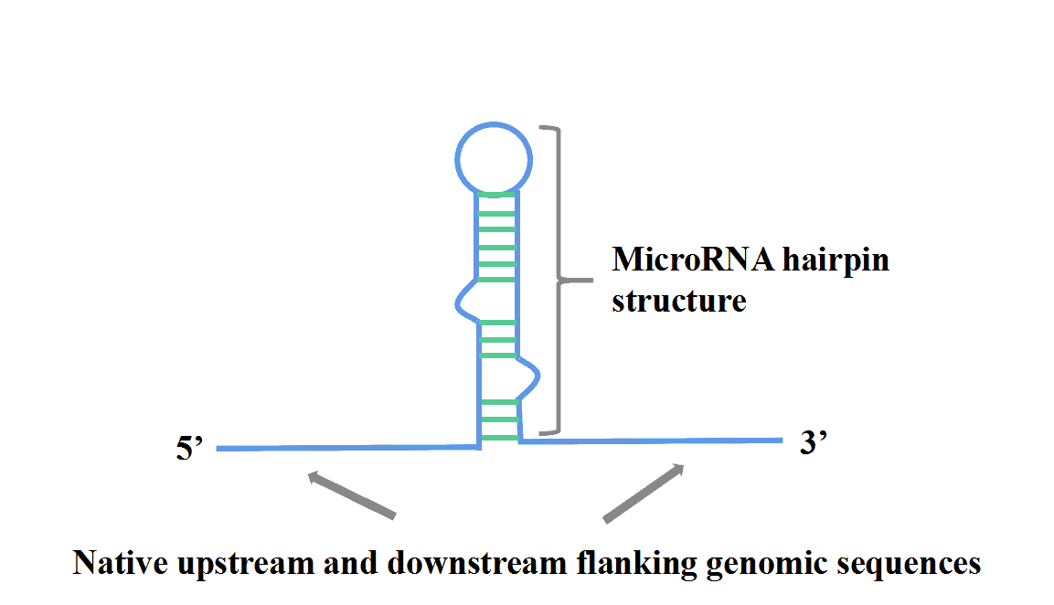 MicroRNA Lentivirus Packaging Service