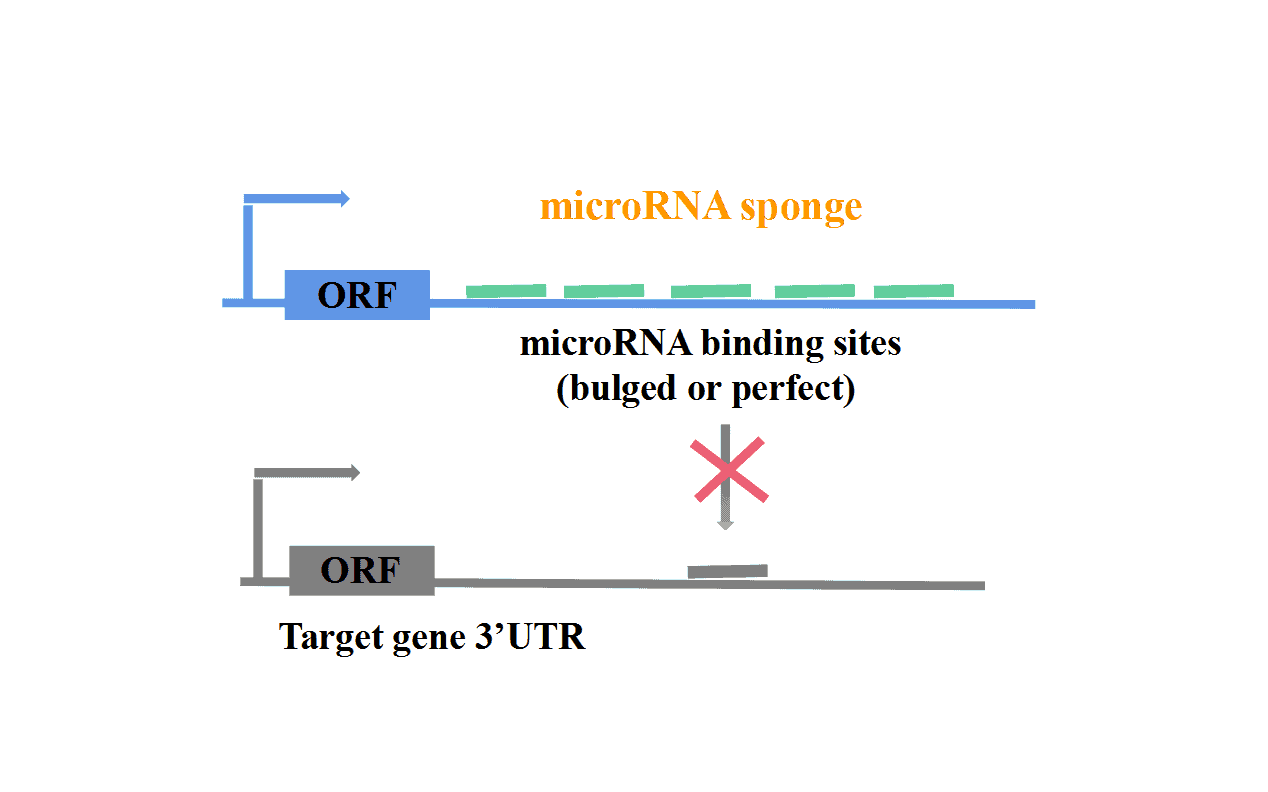 MicroRNA Lentivirus Packaging Service