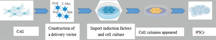 iPSC Generation