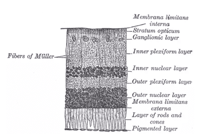 Application of Human Retinal Pigment Epithelial Cells