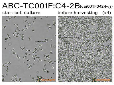 C4-2B