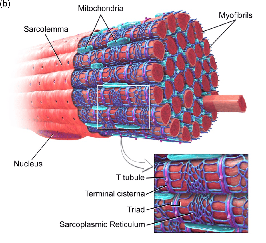 Skeletal Muscle and Bovine Muscle Satellite Cells