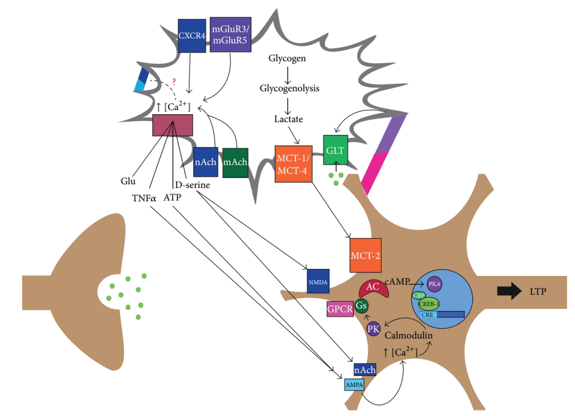 postsynaptic neuron-astrocyte communication during memory formation