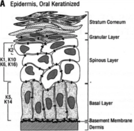 Oral Cell System and Oral Squamous Cell Carcinoma: Insights and Future Directions