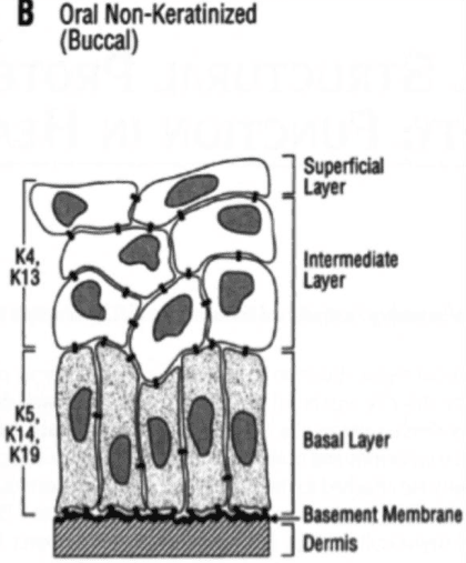 Oral Cell System and Oral Squamous Cell Carcinoma: Insights and Future Directions