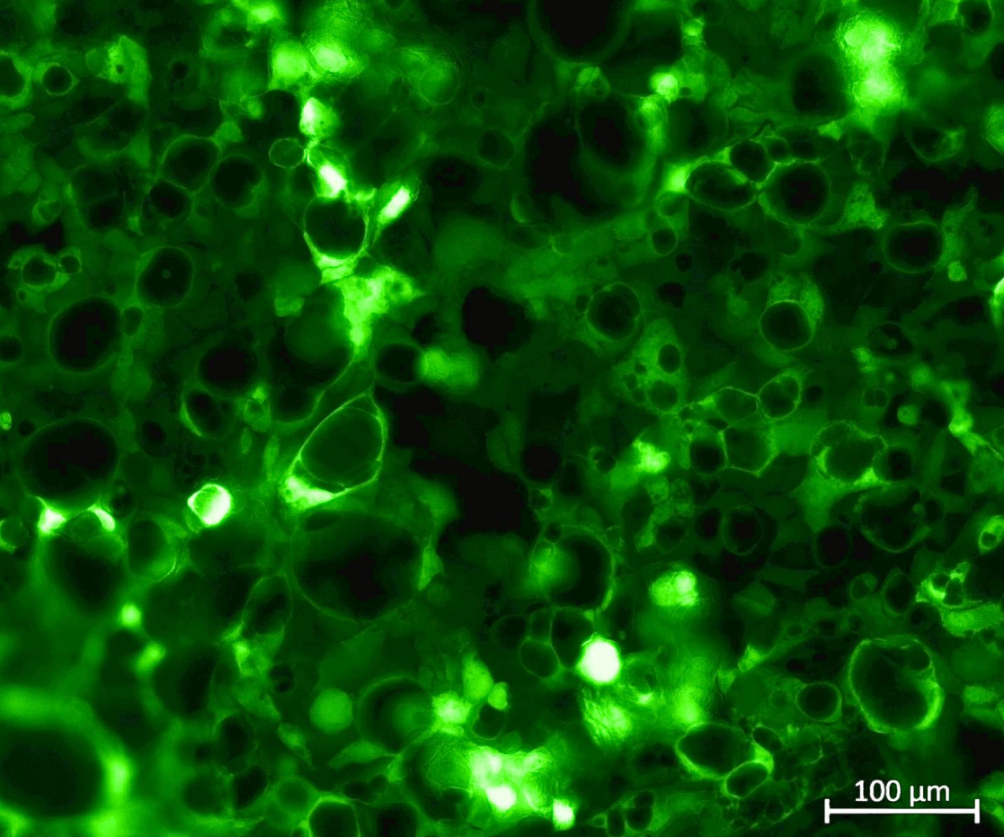 Custom Stable Cell Lines