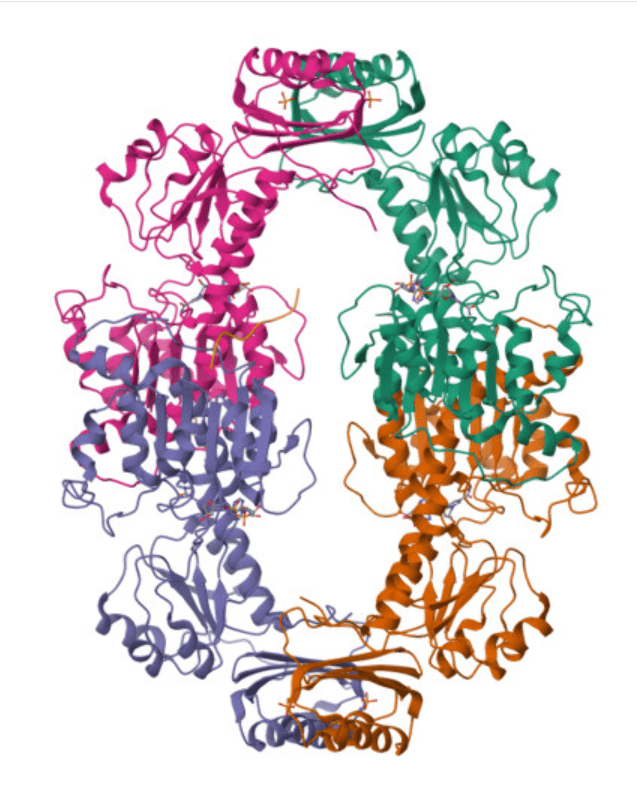 Development of Stable Cell Lines for Enhanced Protein Production