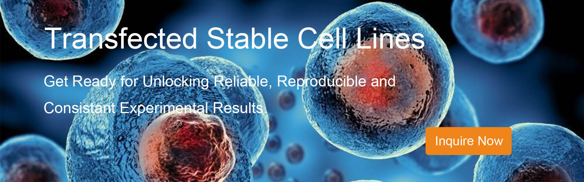 Transfected Stable cell lines